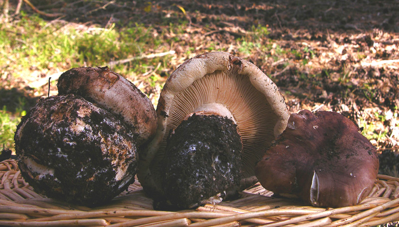 Tricholoma colossus.